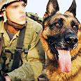 perro_soldado