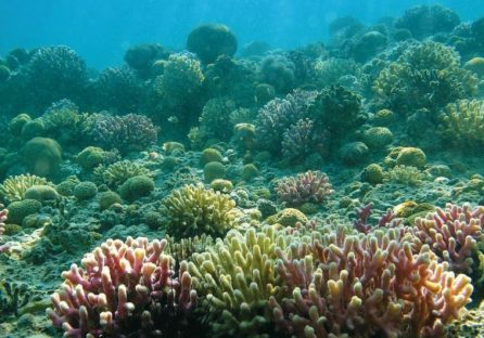 Corales Eilat