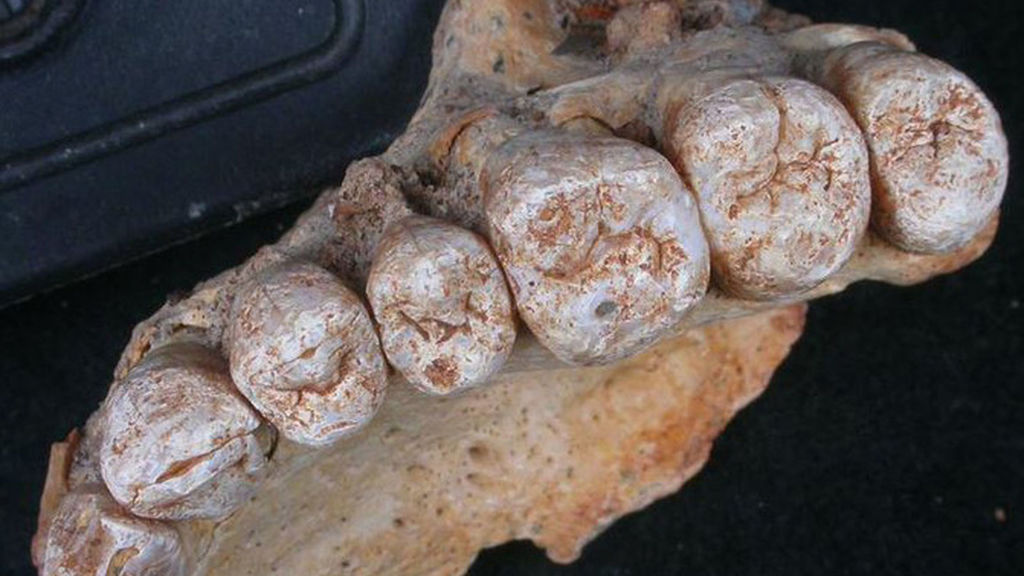 fosil humano