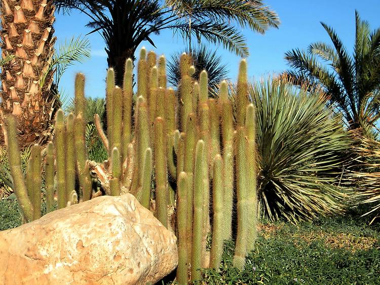 cactus jardin botanico ein gedi
