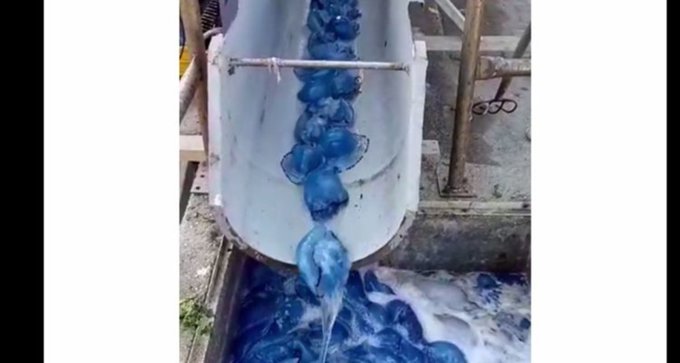 medusas