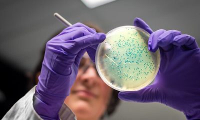 Bacterial culture plate examination by a female researcher in microbiology laboratory