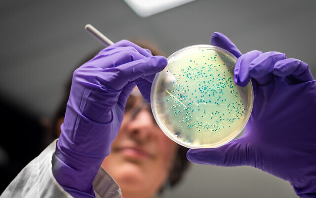 Bacterial culture plate examination by a female researcher in microbiology laboratory
