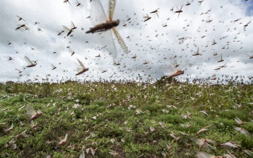 APTOPIX Kenya Africa Locust Outbreak
