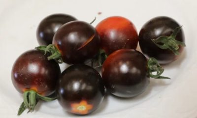 tomate negro 2