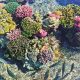 corales-de-color-en-eilat