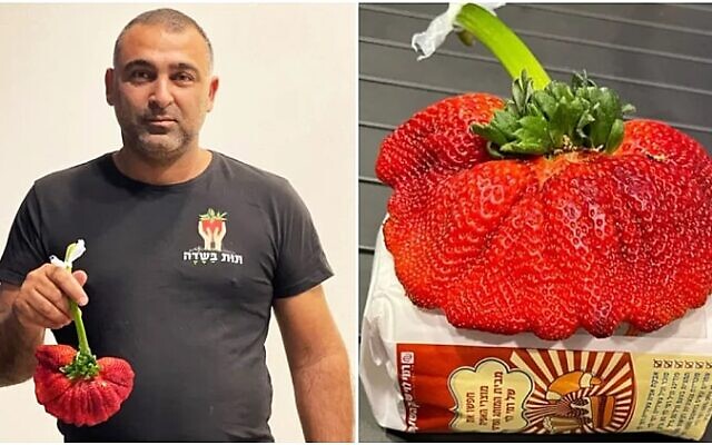 frutilla 1