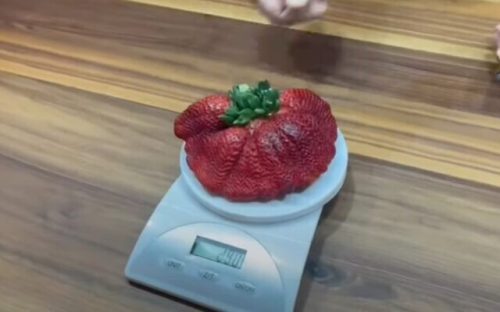 frutilla