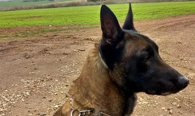 Jango