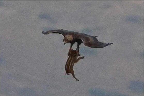Raras imágenes israelíes capturan a un águila cazando un jabalí