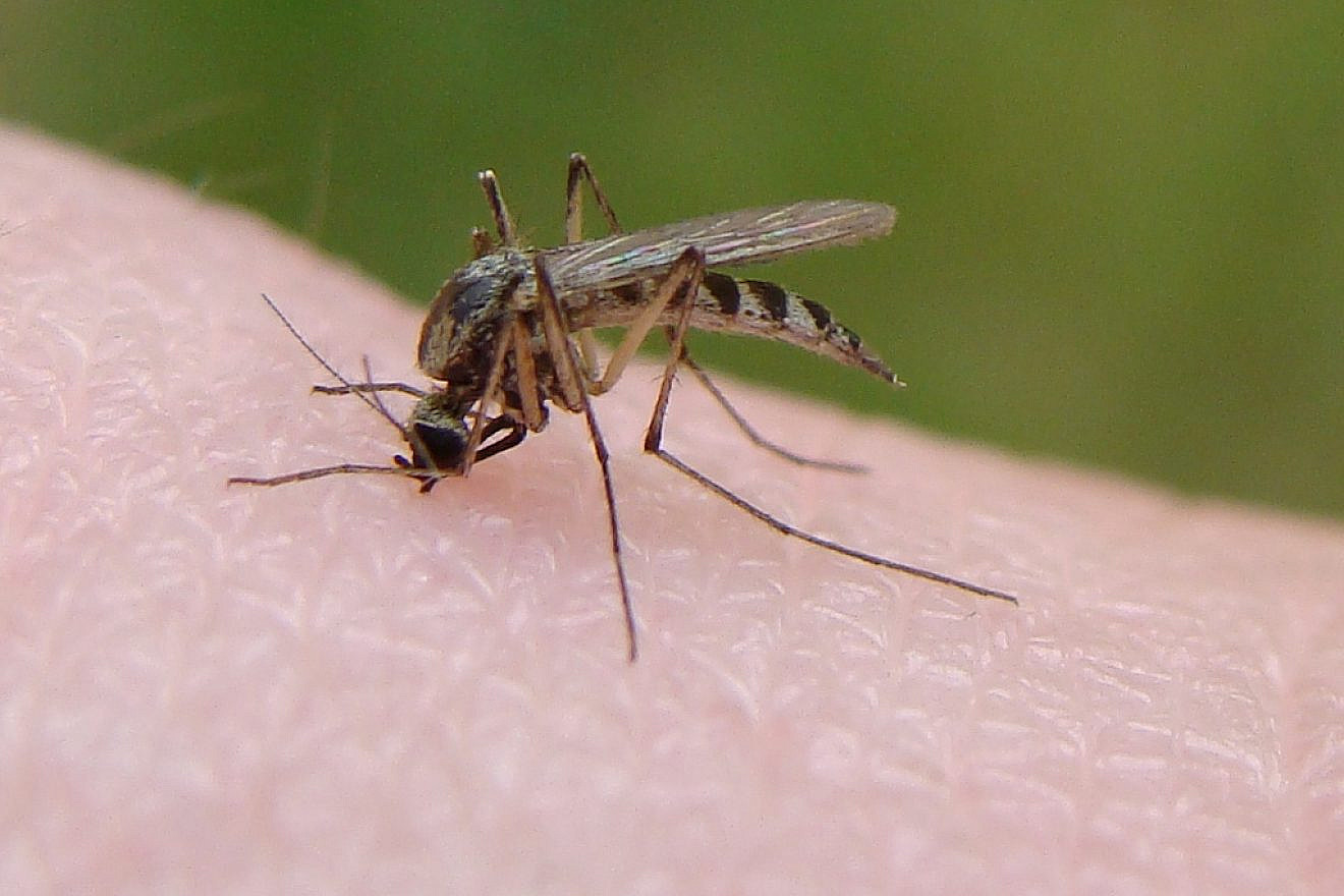 Mosquito_bite_from_Flickr-1320×880