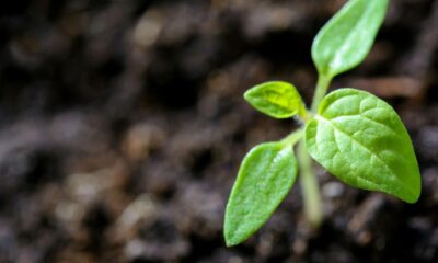 Planta brote