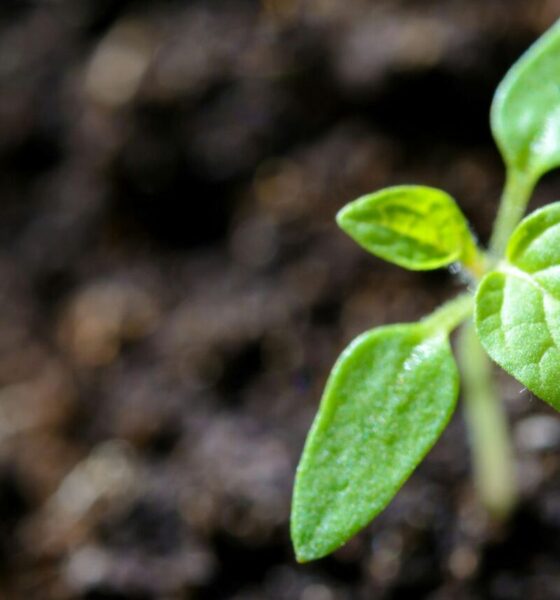 Planta brote