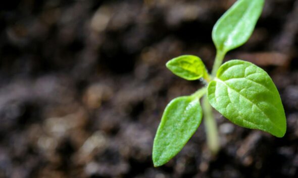 Planta brote