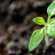 Planta brote