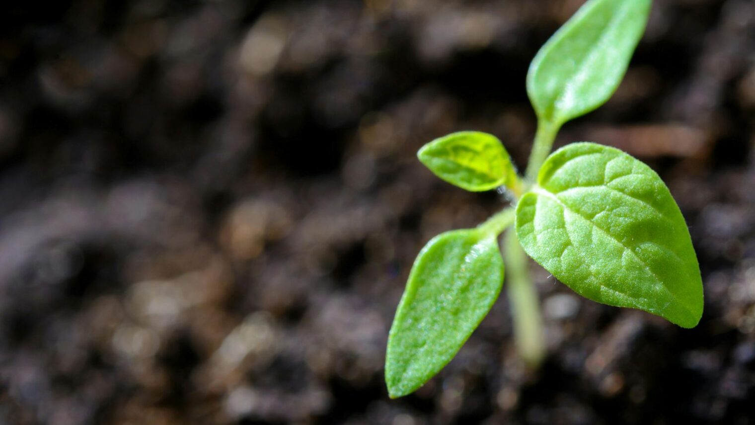 Planta brote