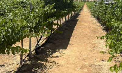 Viñedo