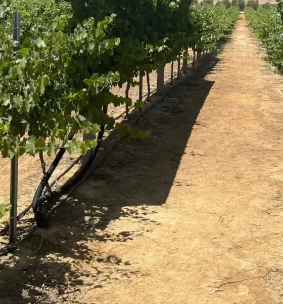 Viñedo