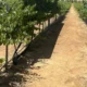 Viñedo