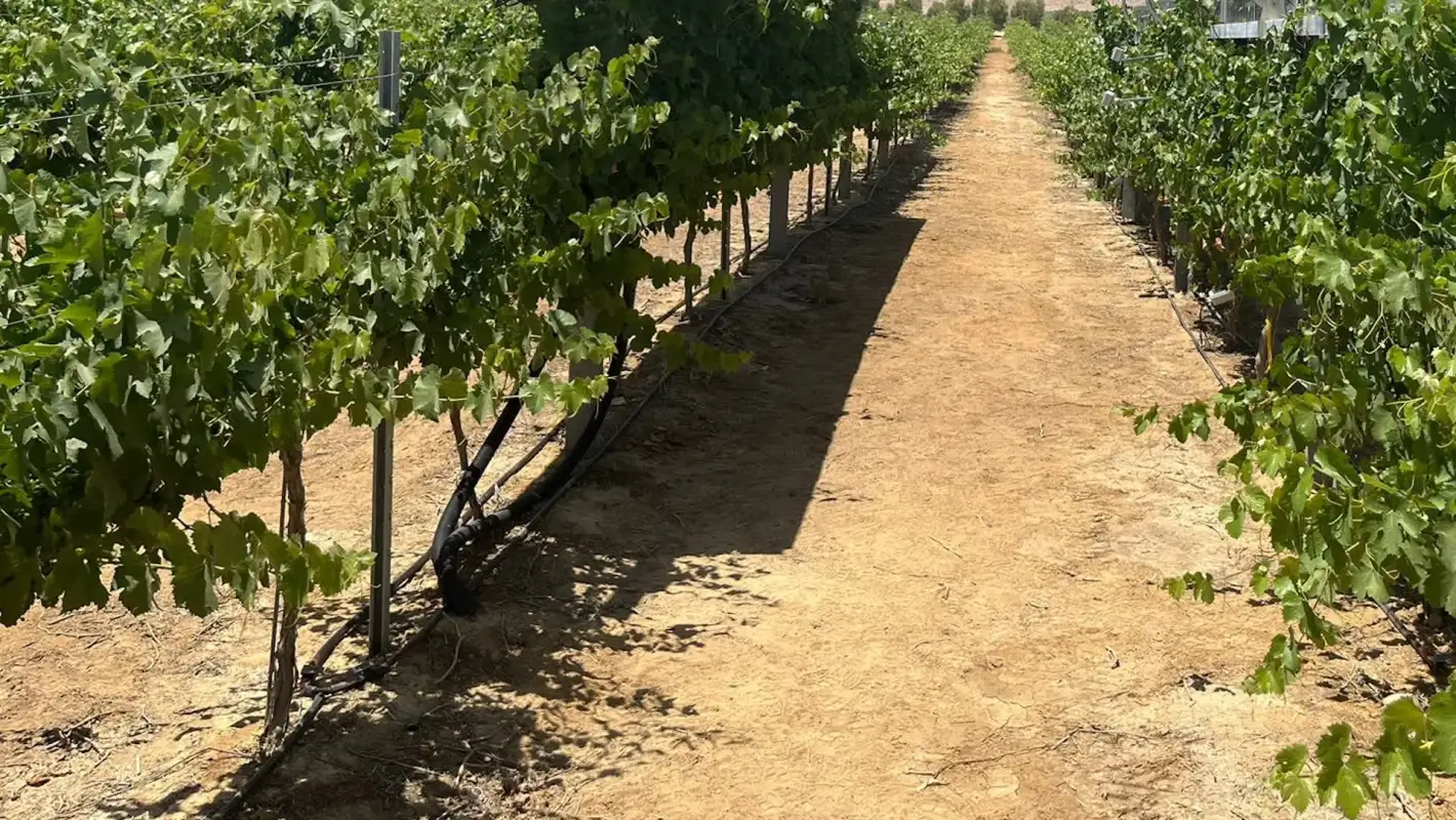 Viñedo