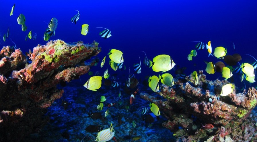 Avances. Investigadores israelíes desarrollaron una nueva plataforma para evitar la extinción de los corales