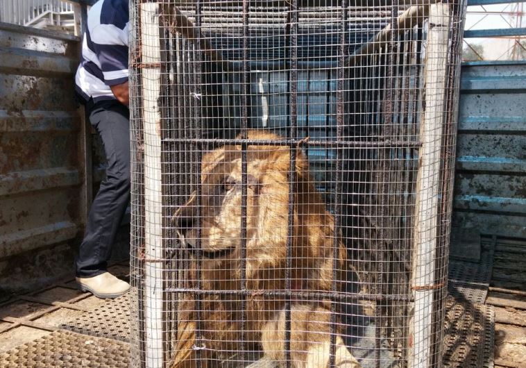 Israelíes y palestinos cooperan en el rescate de un león enfermo en Gaza